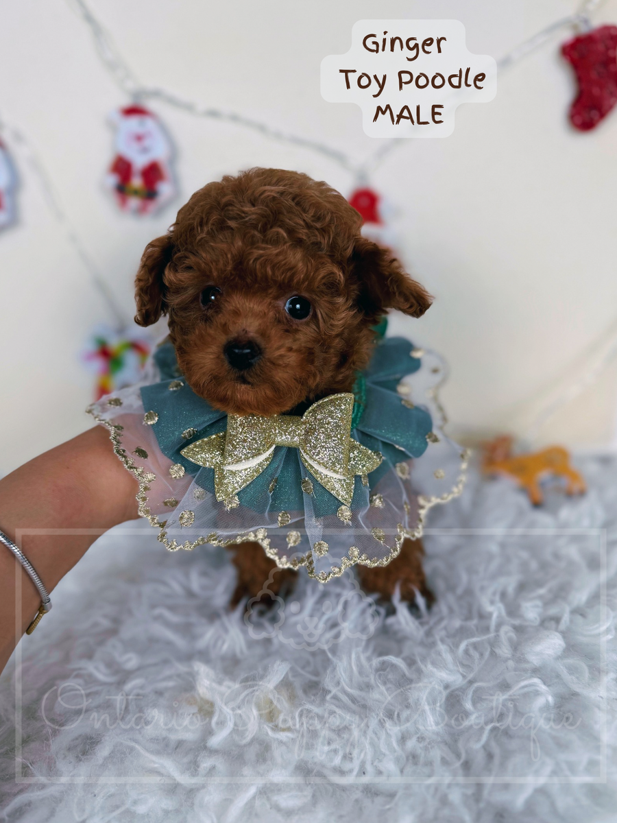 Meet Our Puppies Ready for Their Forever Homes – Ontario Puppy Boutique